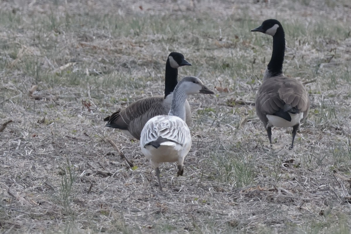 Snow Goose - ML646473037