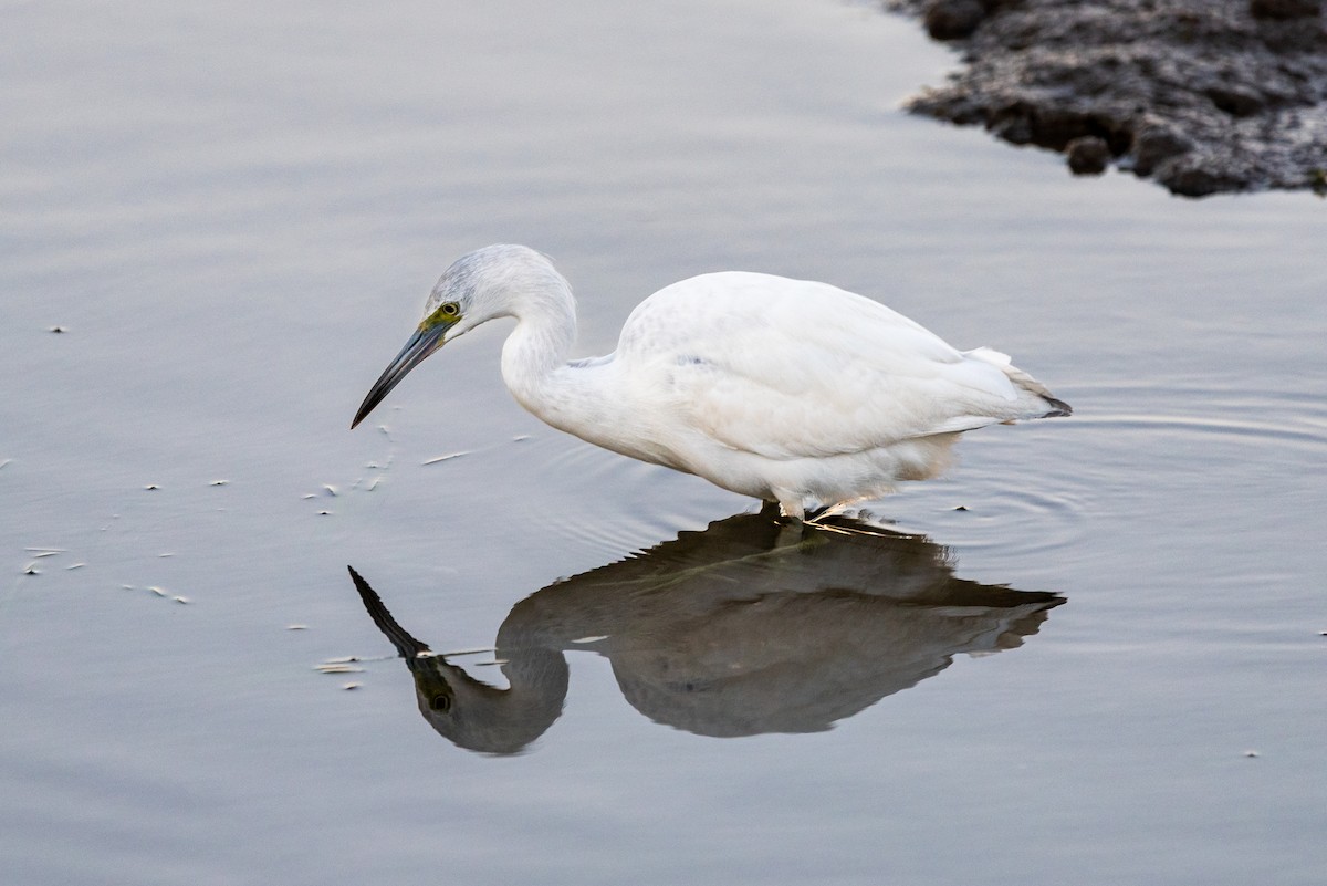 volavka modrošedá - ML646473048