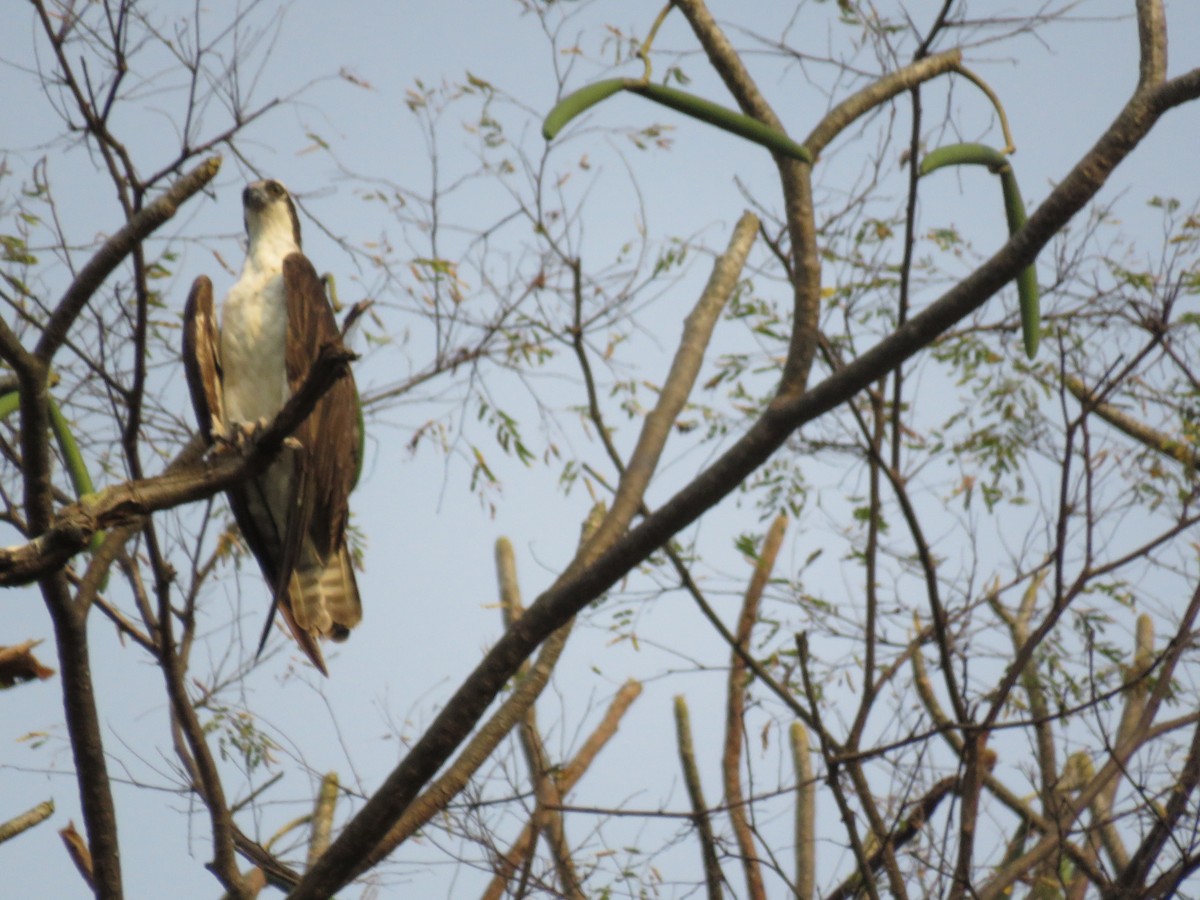 Osprey - ML646473054