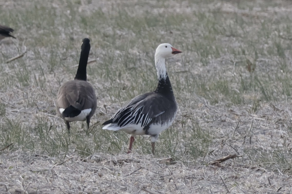 Snow Goose - ML646473056