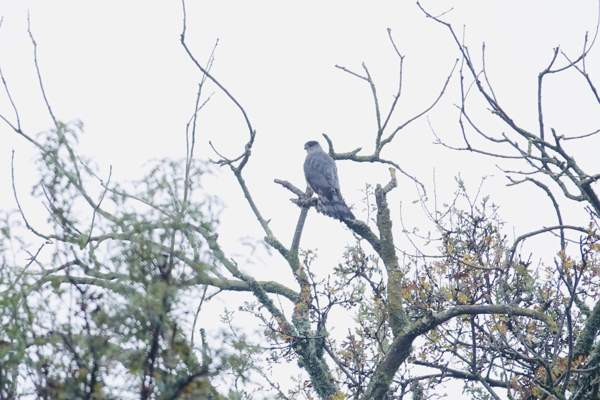 Cooper's Hawk - ML646473057