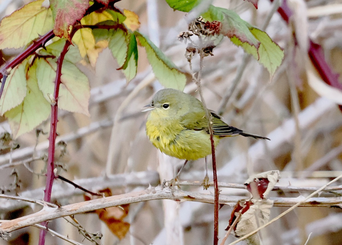 Orange-crowned Warbler - ML646473069