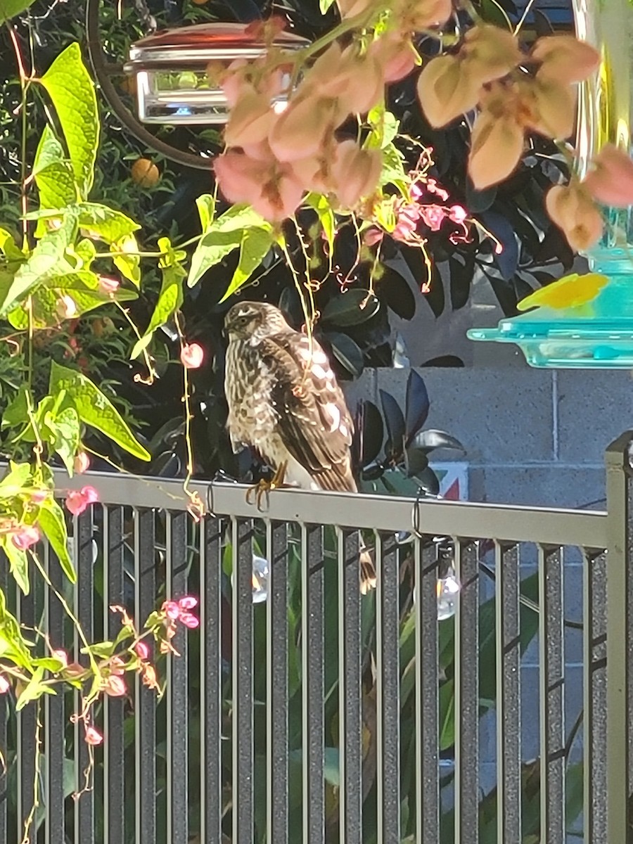 krahujec americký - ML646473071