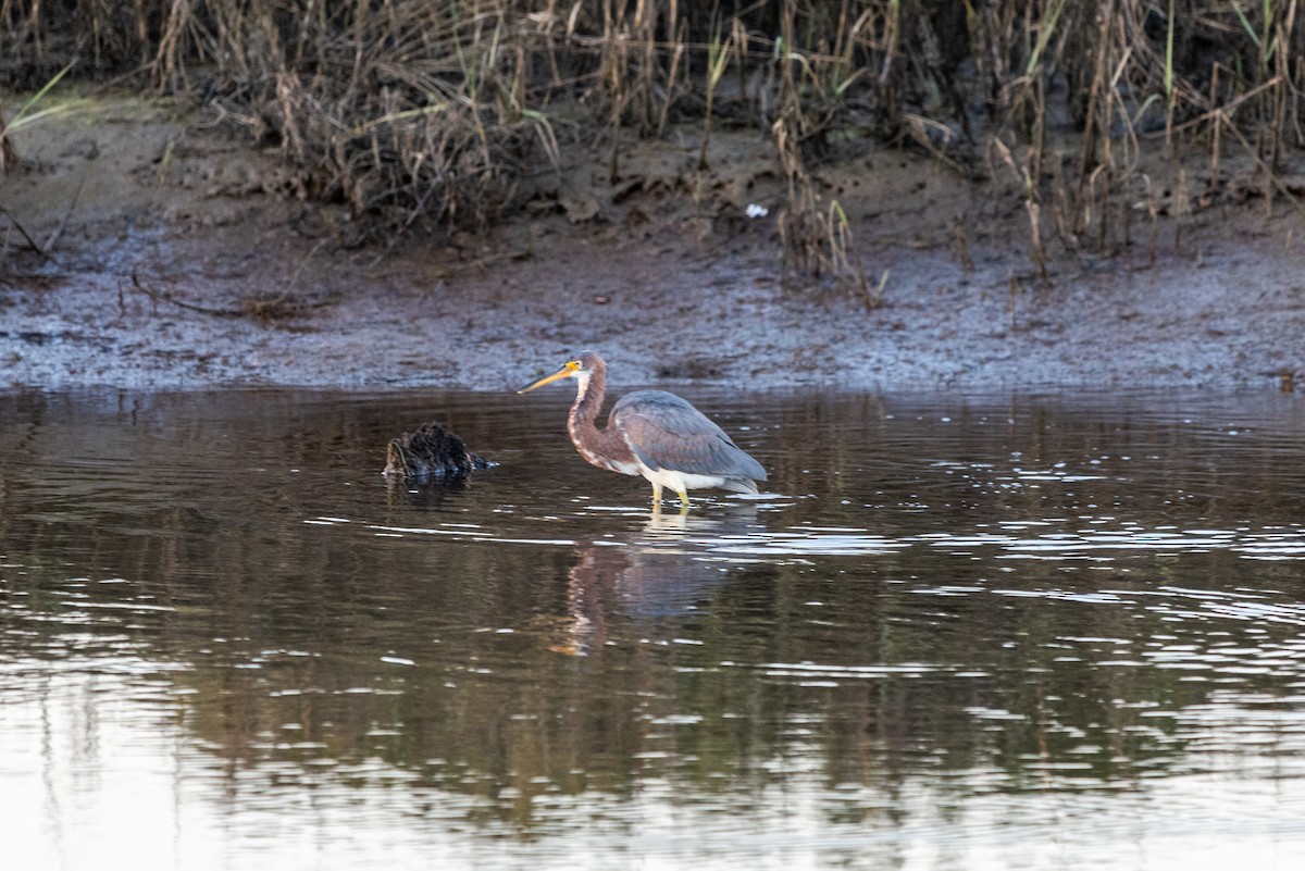 volavka tříbarvá - ML646473072