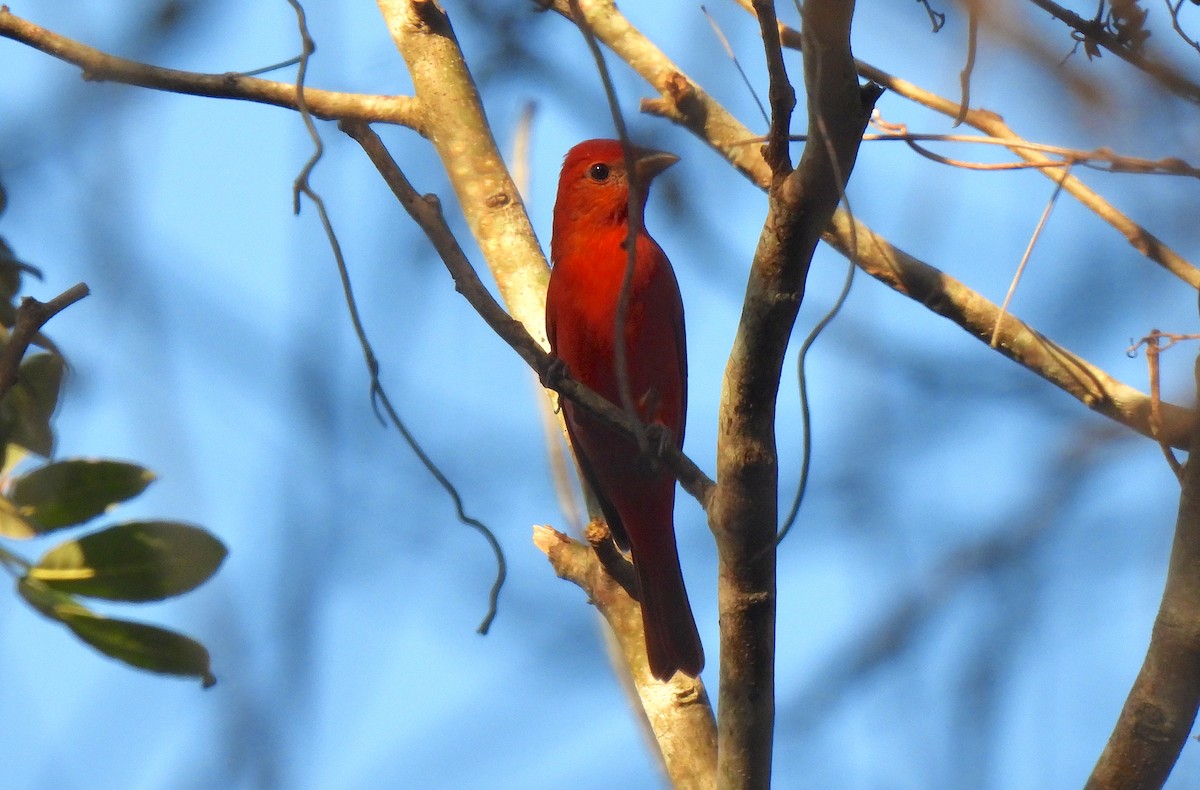 Summer Tanager - ML646473086