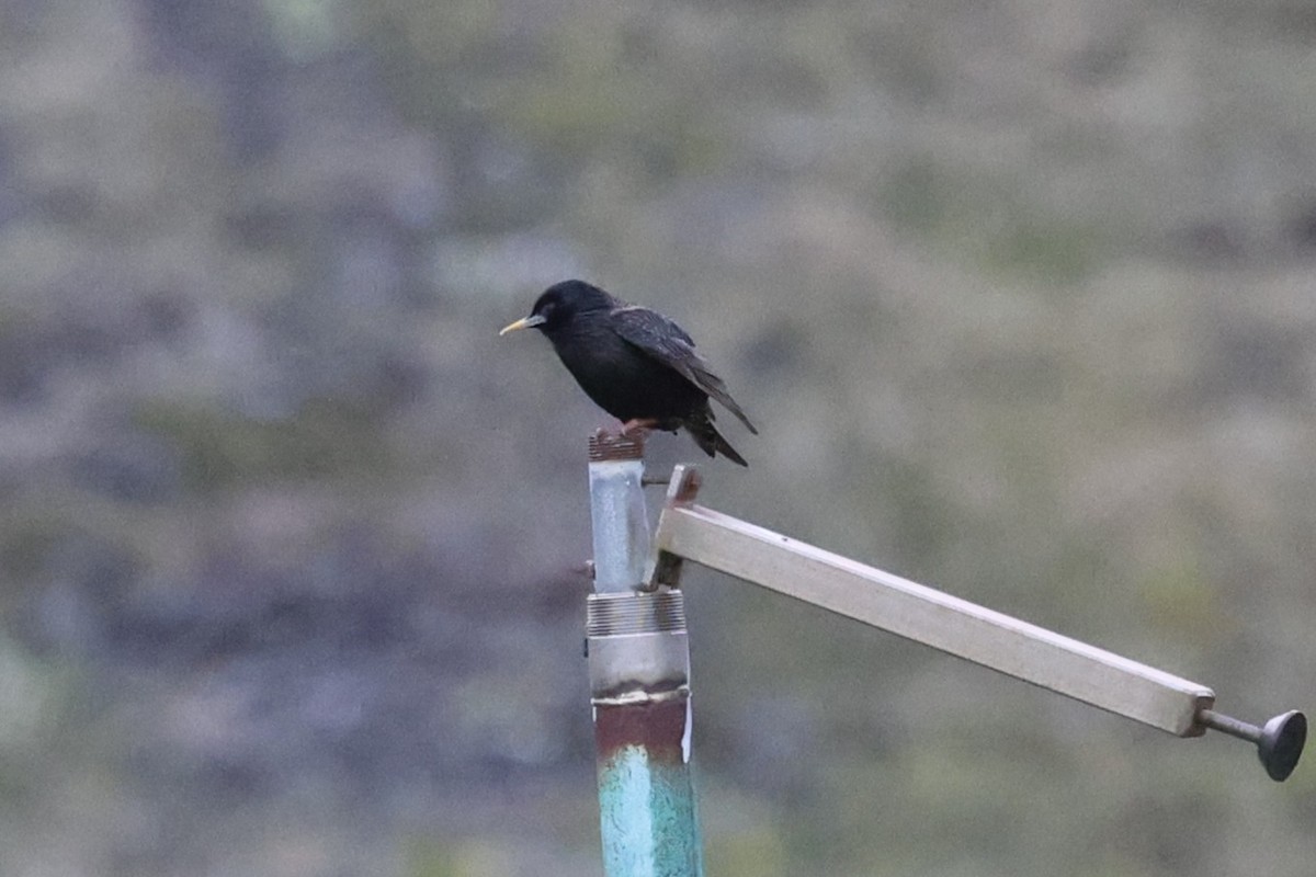 European Starling - ML646473097
