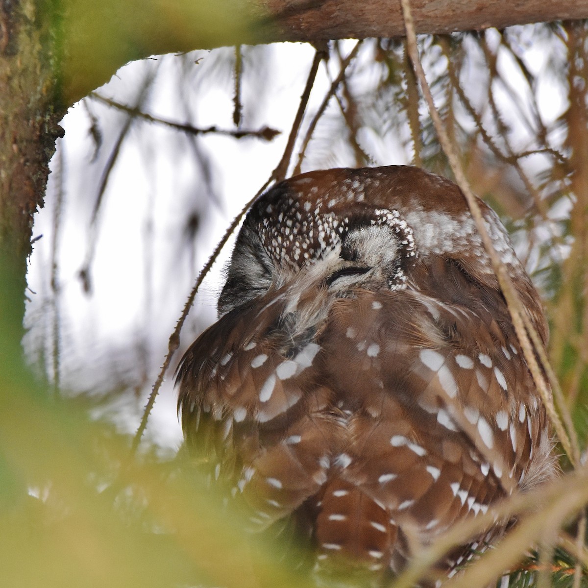 Сич волохатий - ML646473098