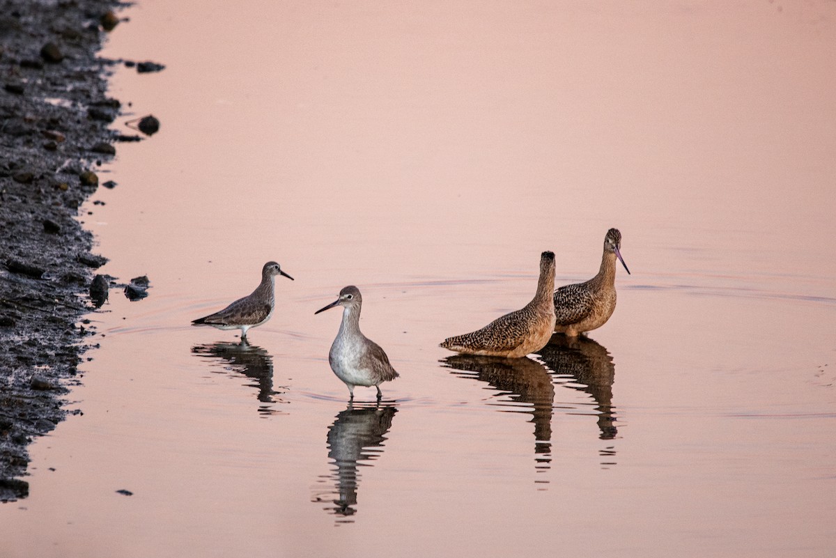 Грицик чорнохвостий - ML646473099