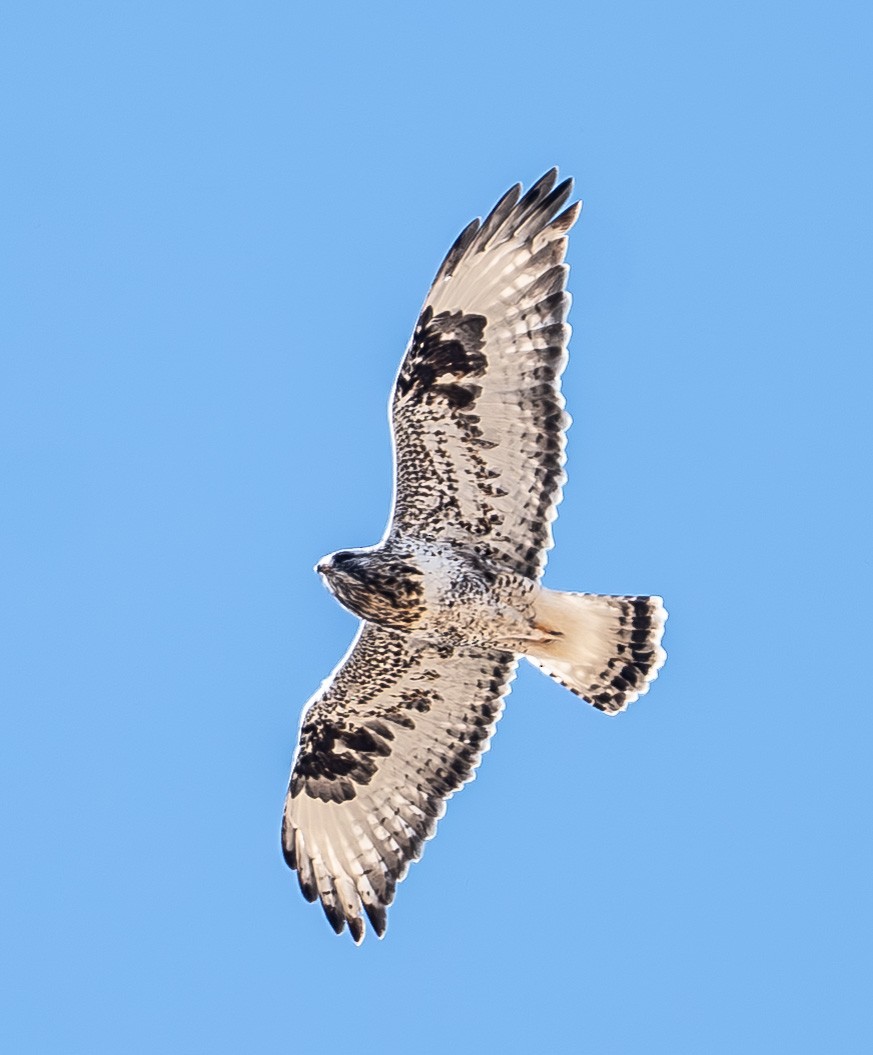 Rough-legged Hawk - ML646473100