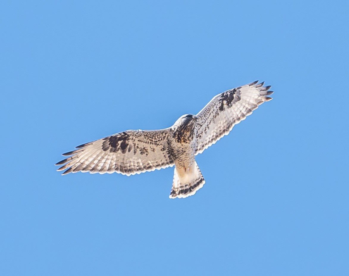 Rough-legged Hawk - ML646473101