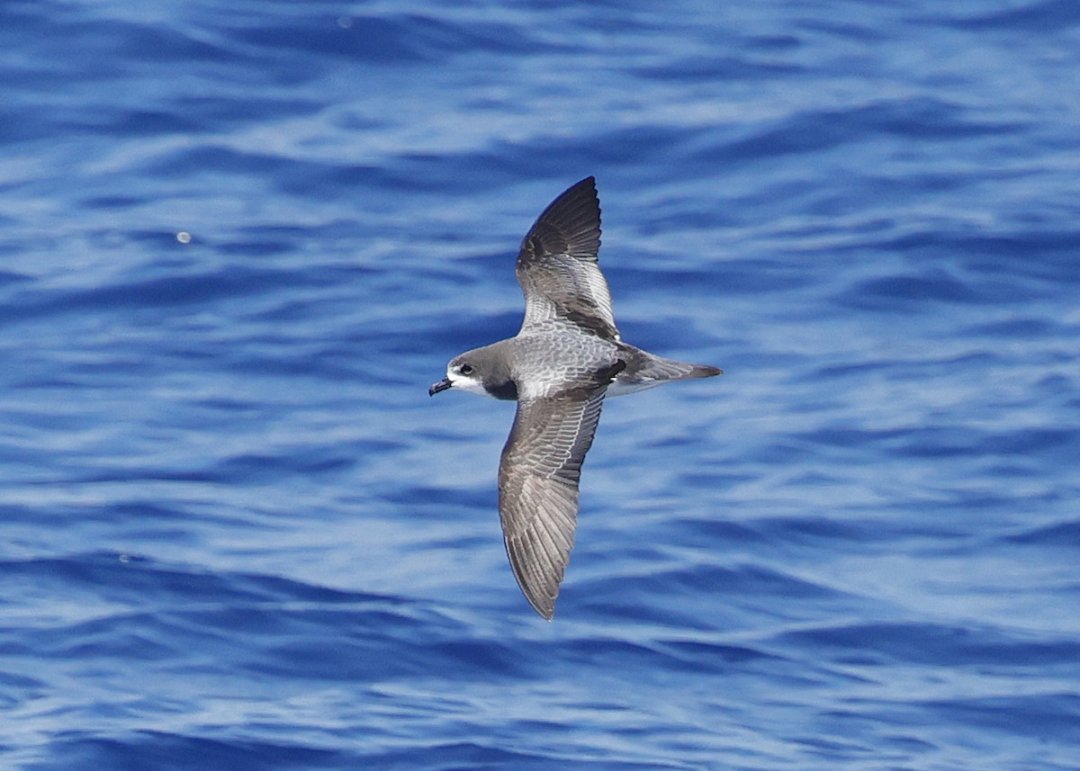 Gould's Petrel - ML646473103