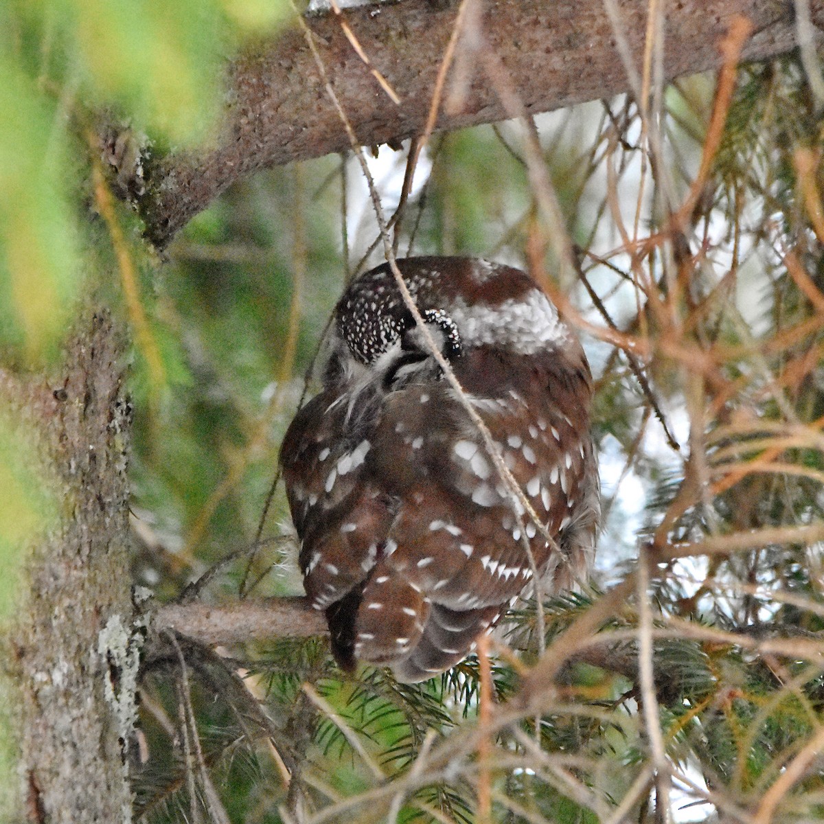 Сич волохатий - ML646473108