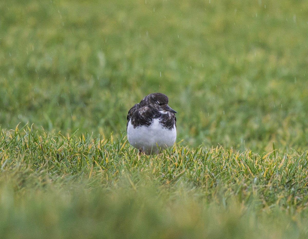 Крем'яшник звичайний - ML646473109