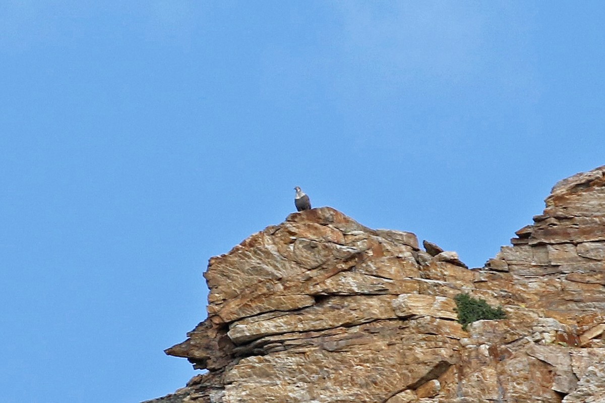 Himalayan Snowcock - ML64647311