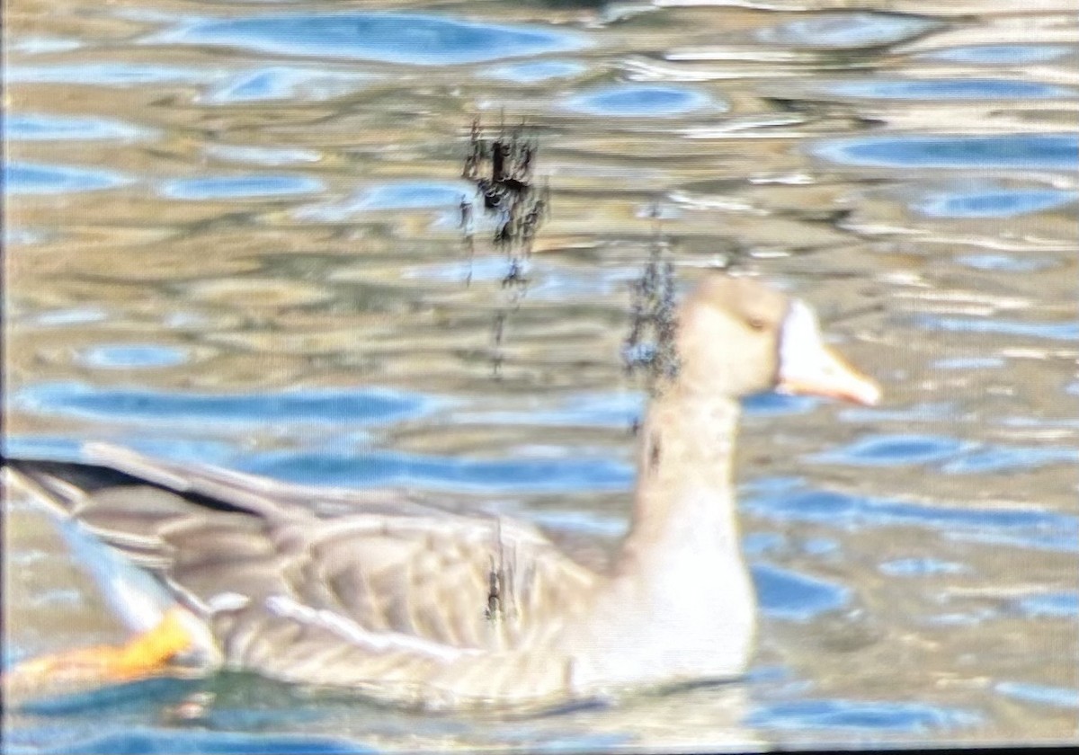 Манхин галуу - ML646473111