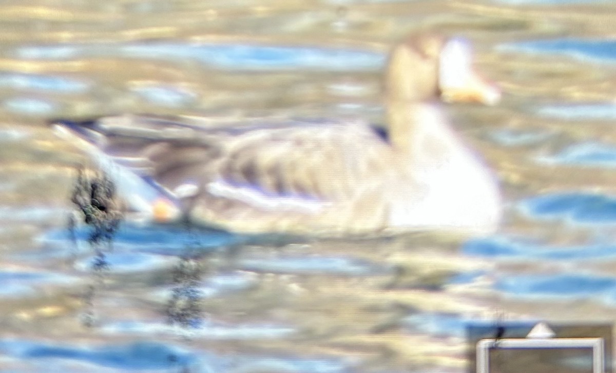 Манхин галуу - ML646473112