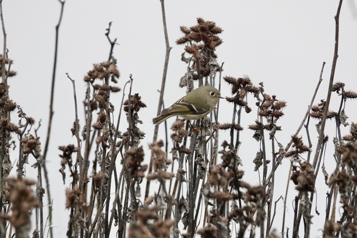 Золотомушка рубіновочуба - ML646473116