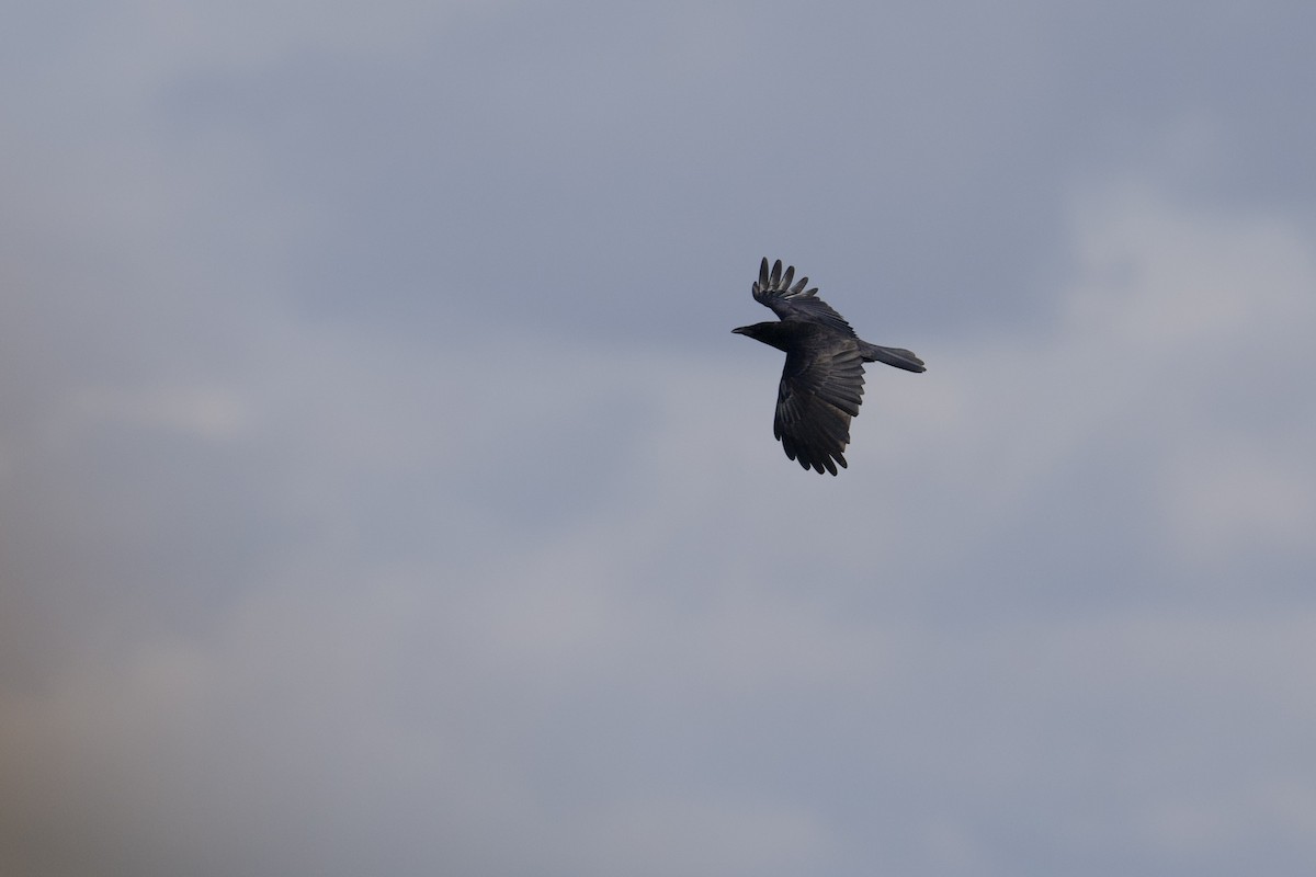 svartkråke - ML646473117