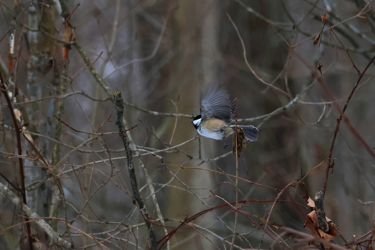 Black-capped Chickadee - ML646473118