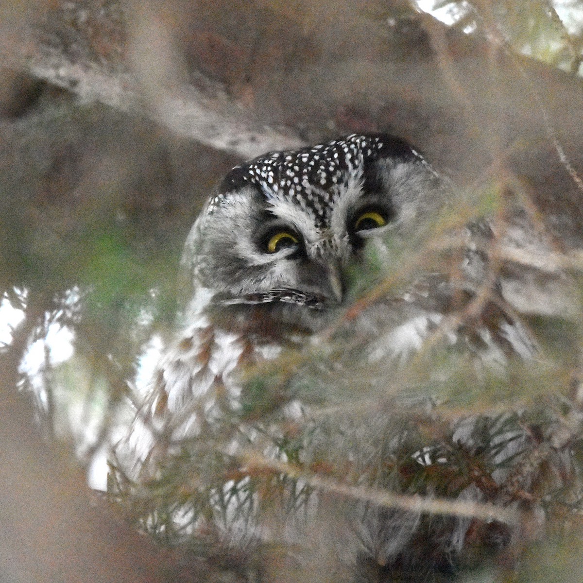 perleugle - ML646473119