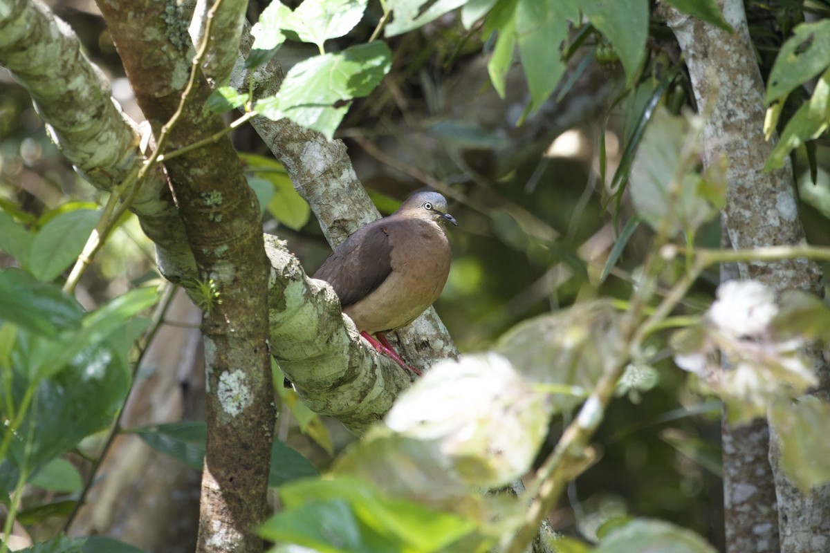 tolimadue - ML646473120