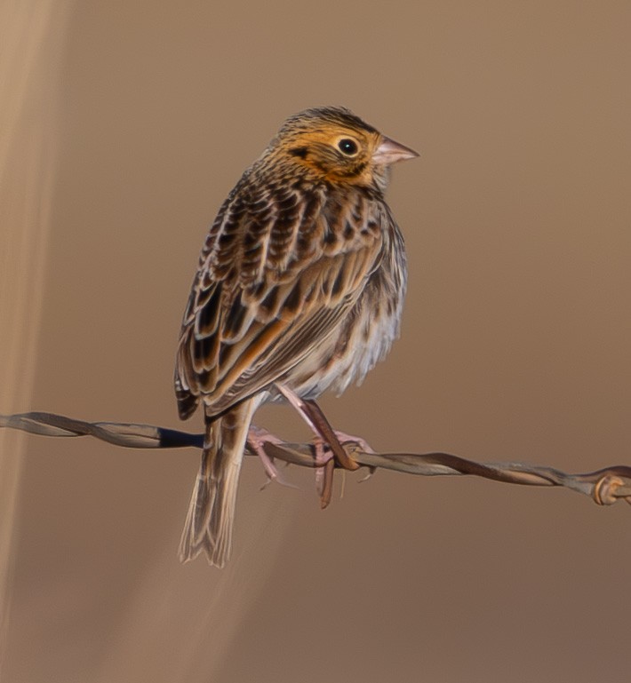 dakotaspurv - ML646473122