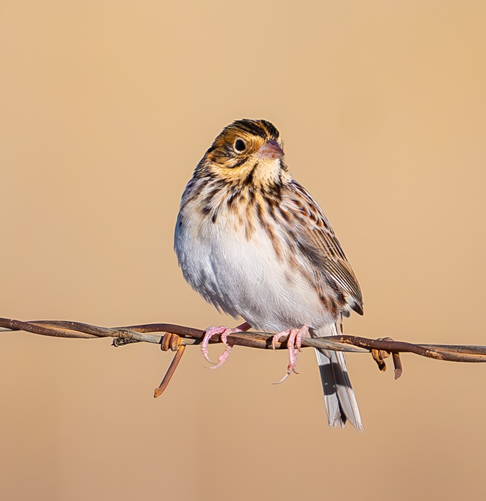 dakotaspurv - ML646473123