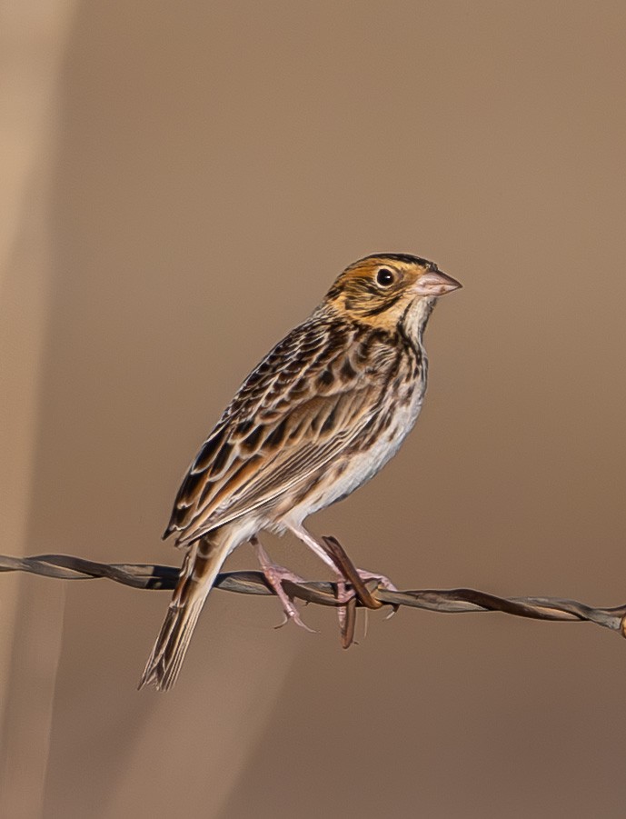 dakotaspurv - ML646473124