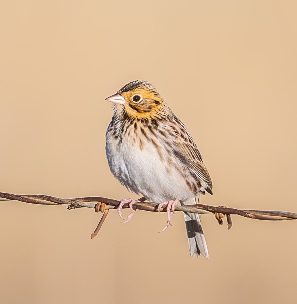 dakotaspurv - ML646473125