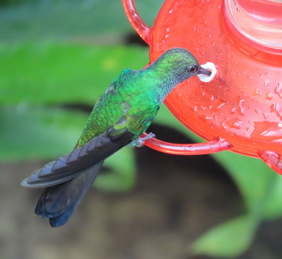 svartfotdungump - ML646473126