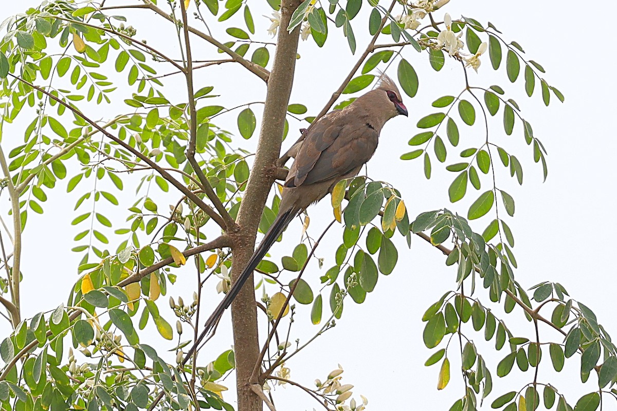 blånakkemusfugl - ML646473127