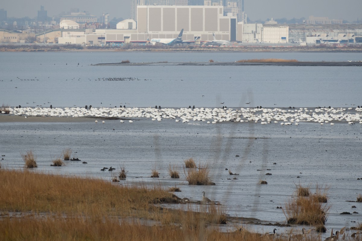 snøgås - ML646473128