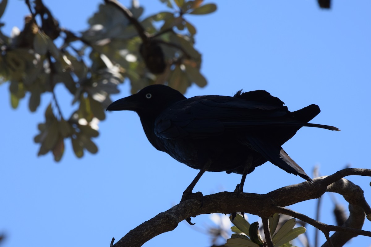 klageravn - ML646473129