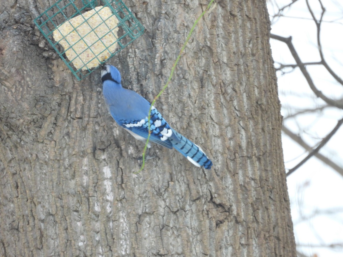 blåskrike - ML646473130