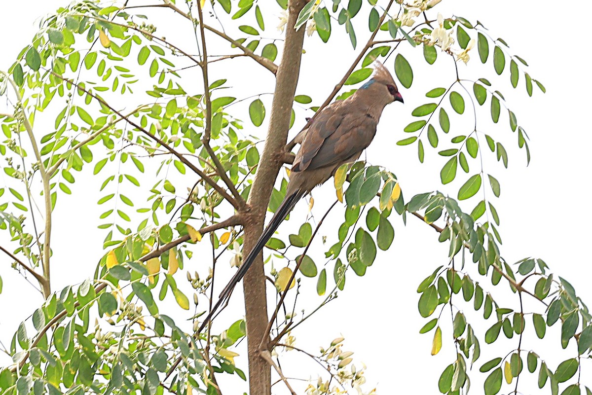 blånakkemusfugl - ML646473131