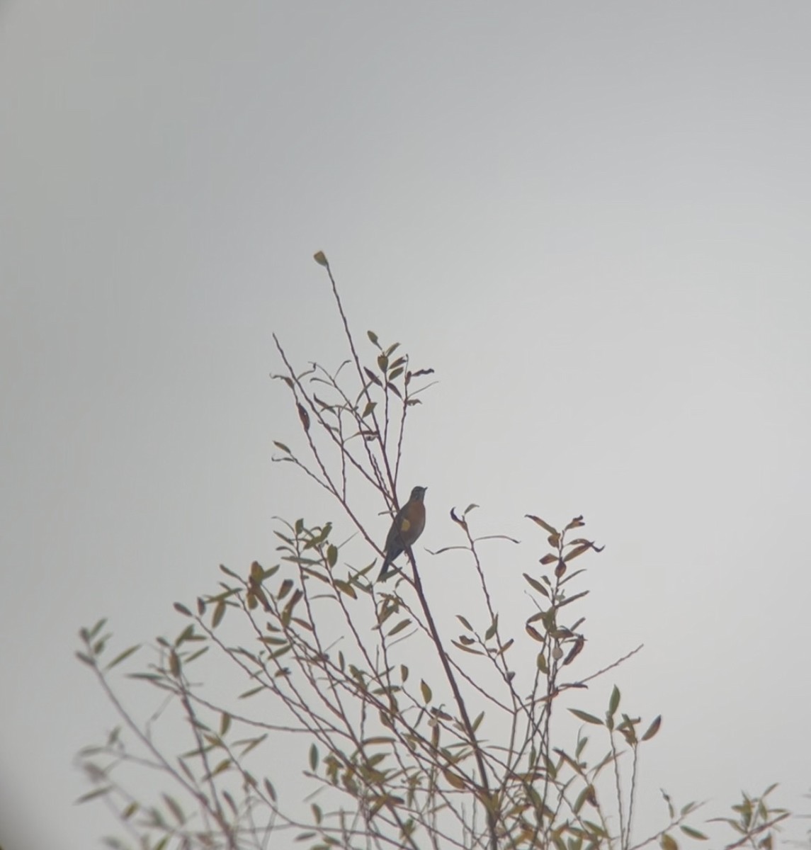 vandretrost - ML646473132