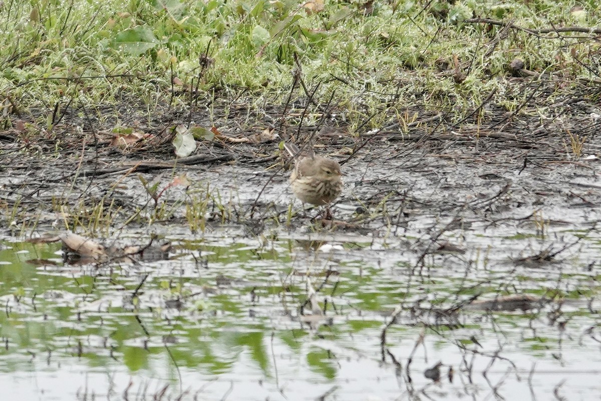 kanadapiplerke - ML646473135