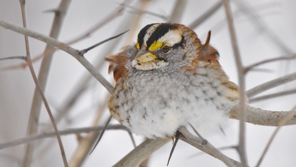 White-throated Sparrow - ML646473136