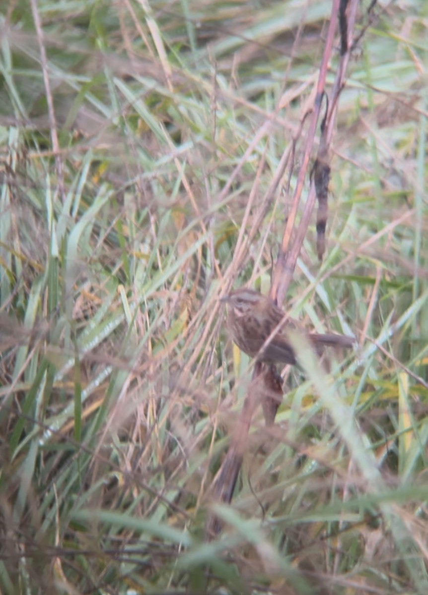 sangspurv - ML646473137