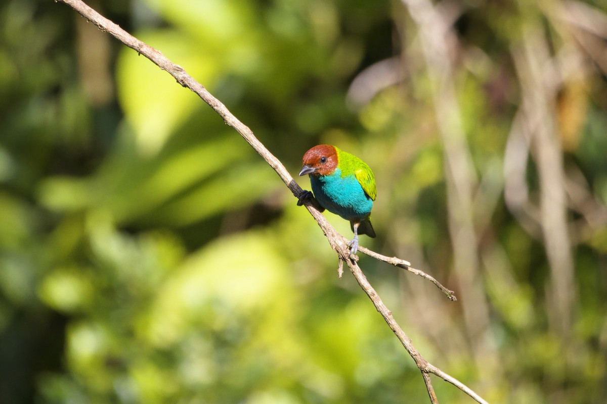 Bay-headed Tanager - ML646473139