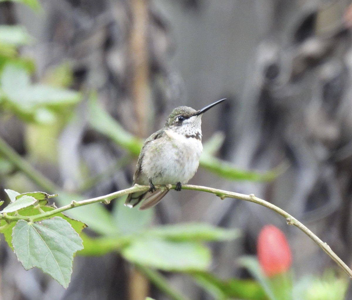 Ruby-throated Hummingbird - ML646473141