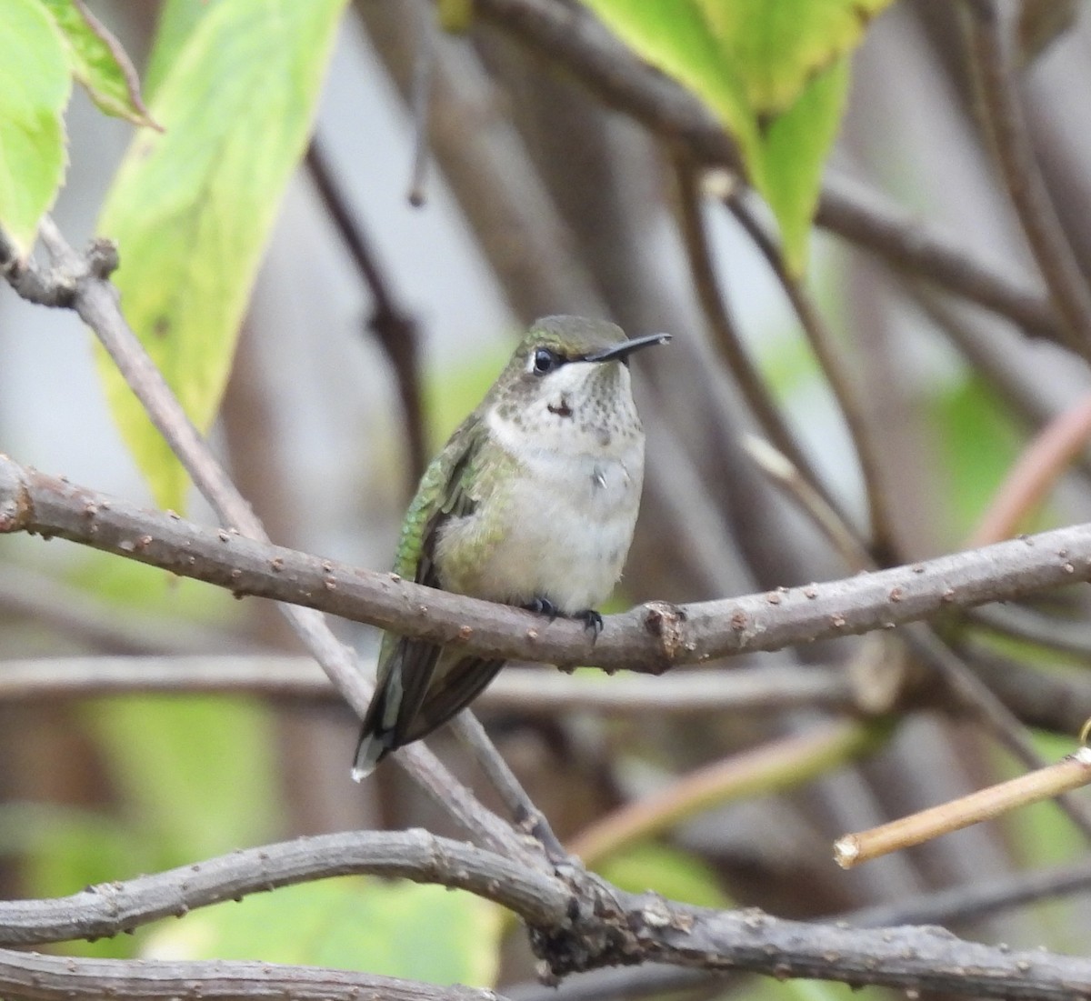 Ruby-throated Hummingbird - ML646473142