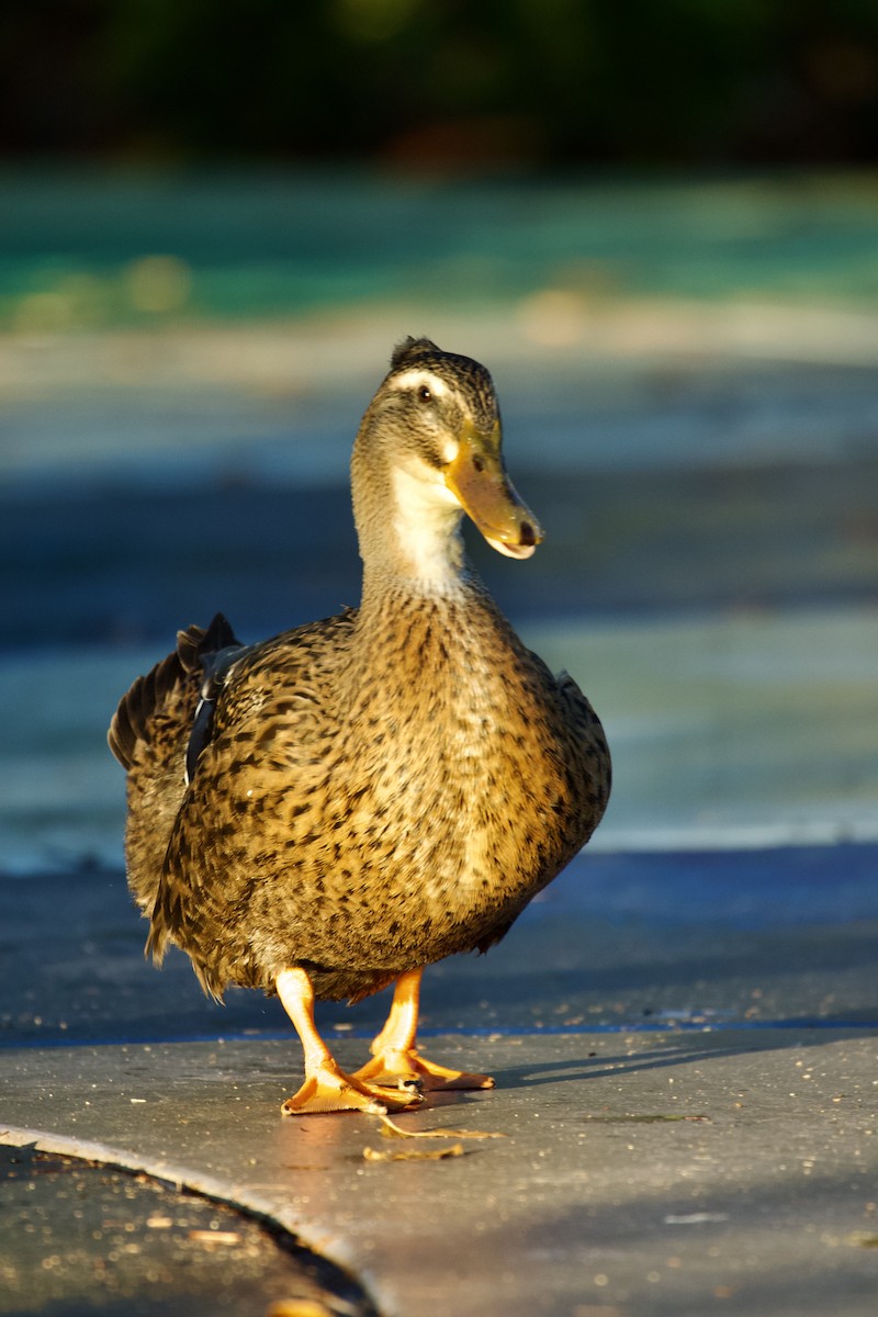 ברכיה - ML646473143