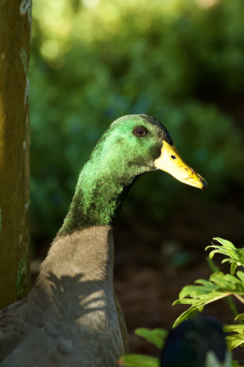 ברכיה - ML646473144