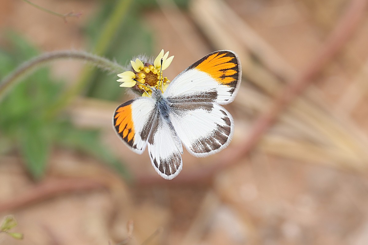 Animals - ML646473145