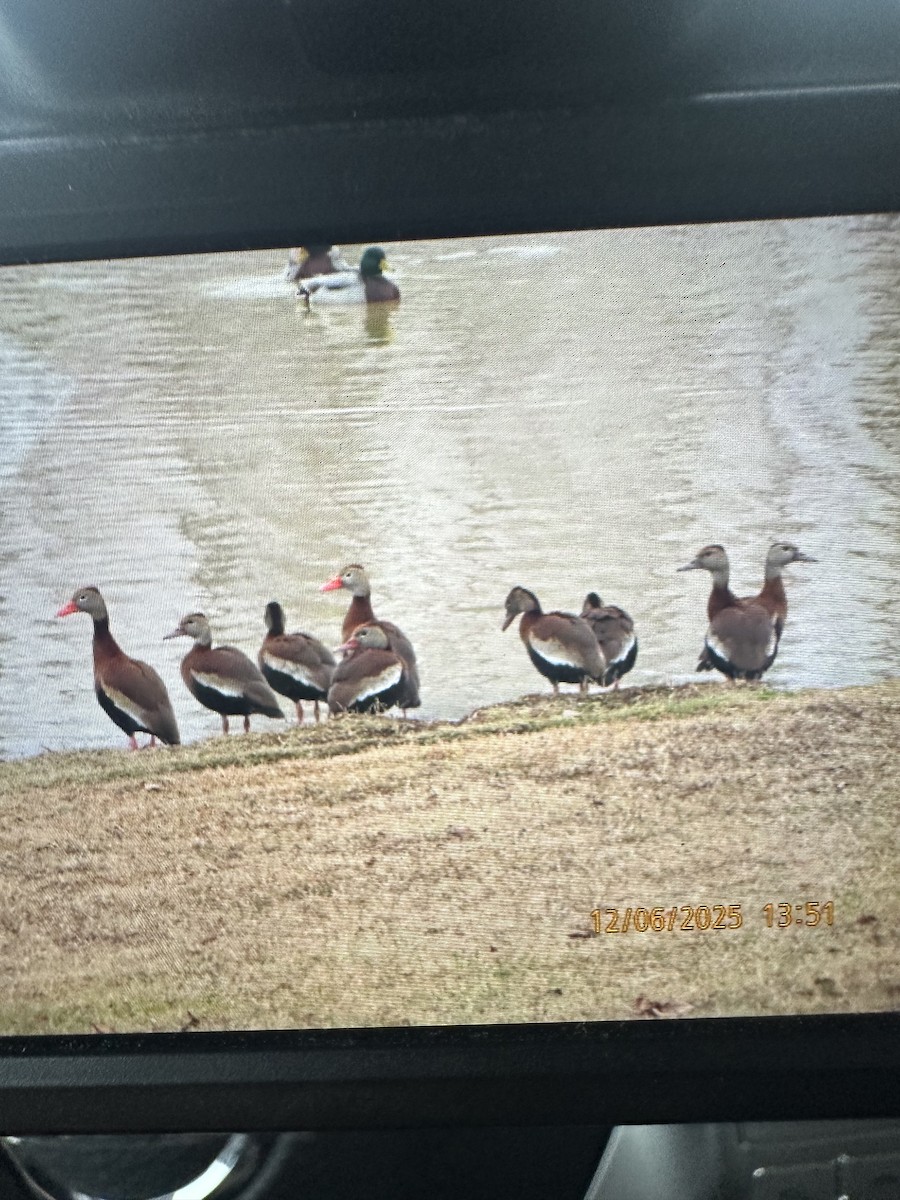 Black-bellied Whistling-Duck - ML646473146