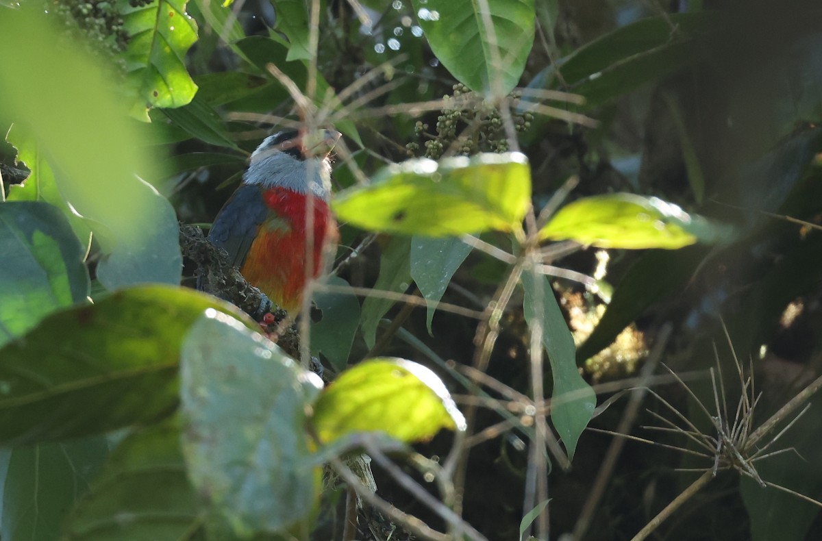 Cabézon toucan - ML646473147