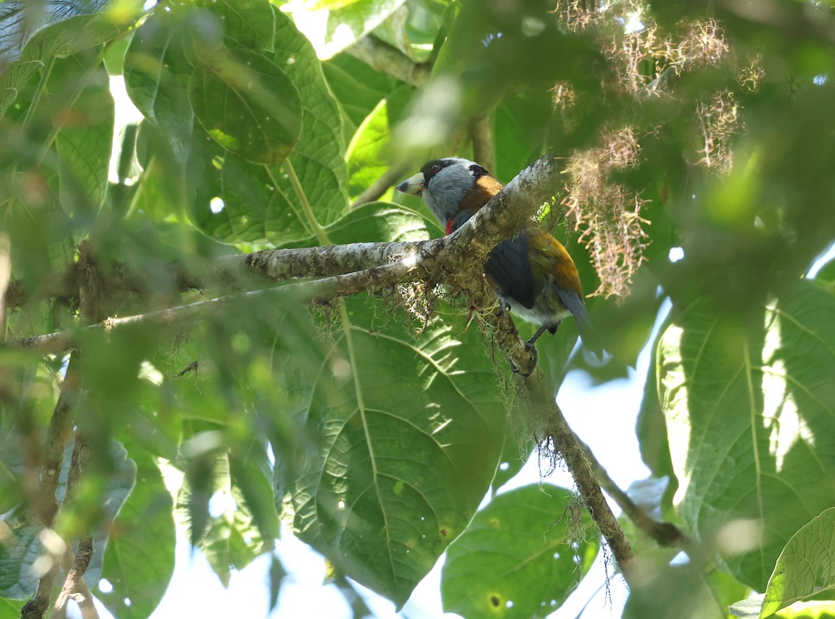 Cabézon toucan - ML646473148