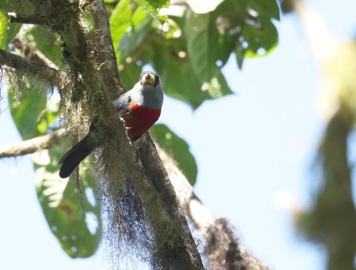 Cabézon toucan - ML646473149