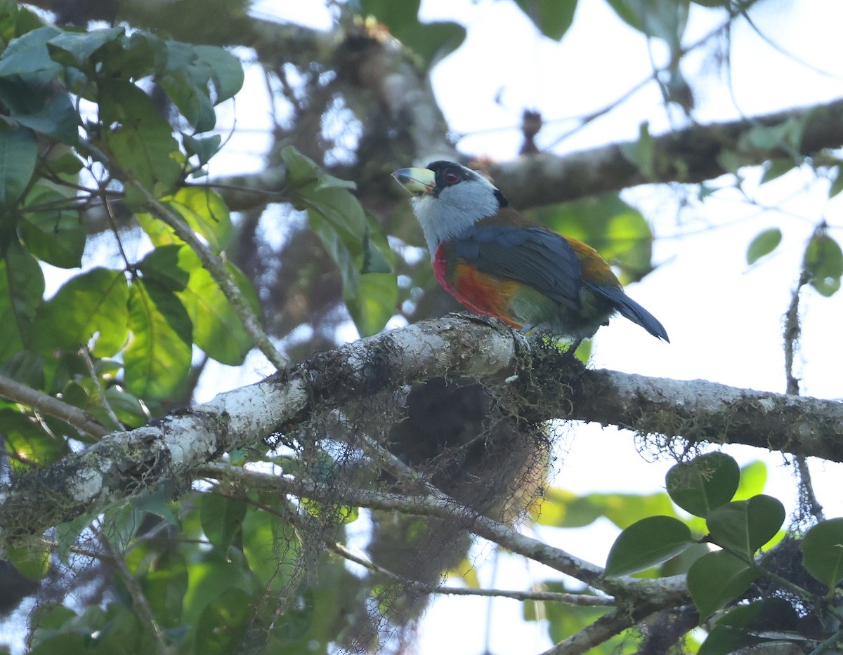 Cabézon toucan - ML646473150